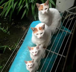 猫咪咖啡厅，猫星人的秘密基地