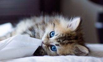 猫咪咖啡厅，猫星人的秘密基地